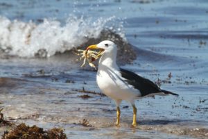 albatros en peligro de extinción