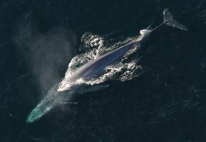ballena en peligro de extinción