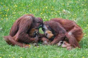 organgutan en peligro de extincion