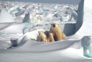 oso polar en peligro de extinción