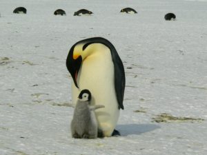 pinguino en peligro de extinción