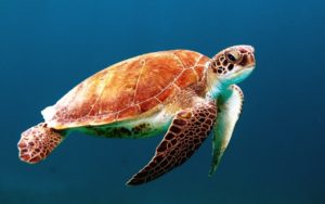 tortuga marina en peligro de extincion